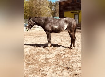 Tersker, Merrie, 4 Jaar, 158 cm, Gevlekt-paard