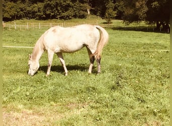 Tersker, Stute, 12 Jahre, 158 cm