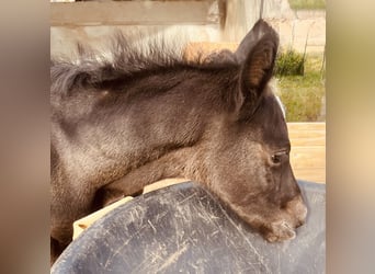 Tersker, Stute, 13 Jahre, 158 cm, Schimmel