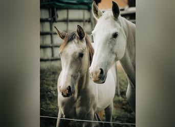 Tersker, Stute, 13 Jahre, 158 cm, Schimmel