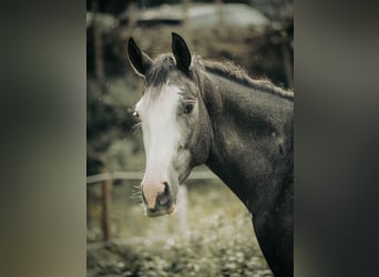 Tersker, Stute, 4 Jahre, 158 cm