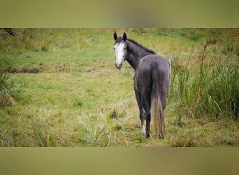 Tersker, Stute, 4 Jahre, 158 cm