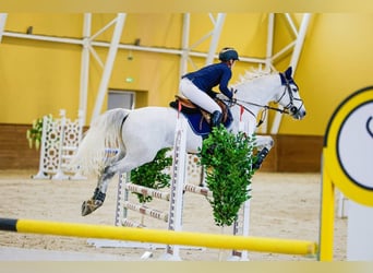 Tersker Mix, Wallach, 10 Jahre, 170 cm, Schimmel