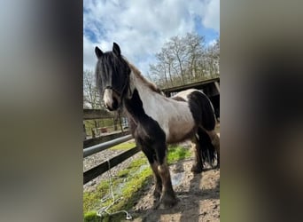 Tersker Mix, Wallach, 11 Jahre, 160 cm, Schecke