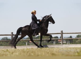 Tennessee Walking Horse, Hengst, 17 Jahre, 160 cm, Rappe