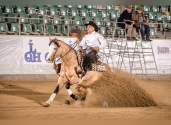 American Quarter Horse, Hengst, 8 Jaar, 152 cm, Buckskin