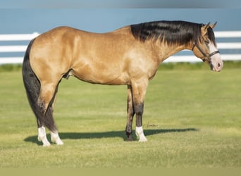 American Quarter Horse, Hengst, 7 Jaar, 152 cm, Buckskin