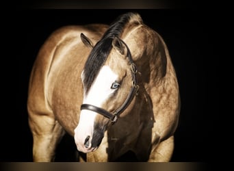 American Quarter Horse, Hengst, 6 Jahre, 152 cm, Buckskin
