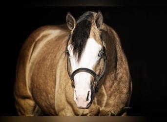 American Quarter Horse, Hengst, 7 Jahre, 152 cm, Buckskin