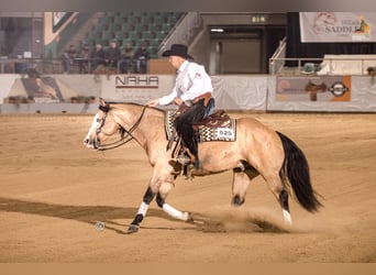 American Quarter Horse, Hengst, 8 Jahre, 152 cm, Buckskin