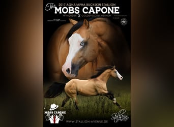 American Quarter Horse, Hengst, 8 Jahre, 152 cm, Buckskin
