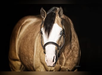 American Quarter Horse, Ogier, 8 lat, 152 cm, Jelenia