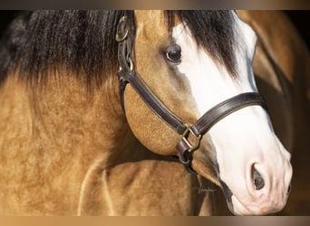 American Quarter Horse, Ogier, 7 lat, 152 cm, Jelenia