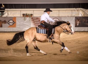 American Quarter Horse, Stallion, 8 years, 14,3 hh, Buckskin