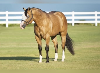 American Quarter Horse, Stallion, 7 years, 14.3 hh, Buckskin