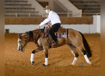 Caballo cuarto de milla, Semental, 8 años, 152 cm, Buckskin/Bayo