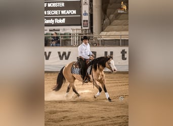 Quarter horse américain, Étalon, 8 Ans, 152 cm, Buckskin