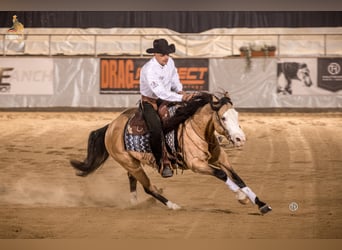 Quarter horse américain, Étalon, 8 Ans, 152 cm, Buckskin