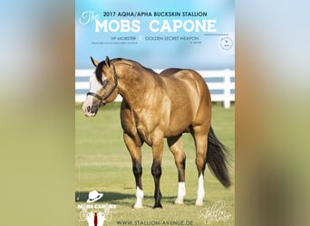 Quarter horse américain, Étalon, 7 Ans, 152 cm, Buckskin
