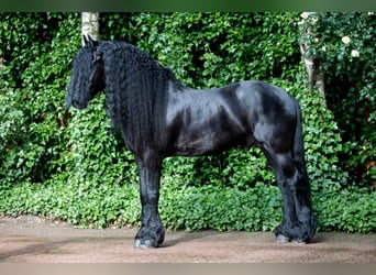 Fries paard, Hengst, 18 Jaar, 171 cm, Zwart