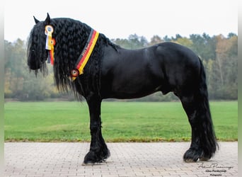Friesen, Hengst, 19 Jahre, 171 cm, Rappe
