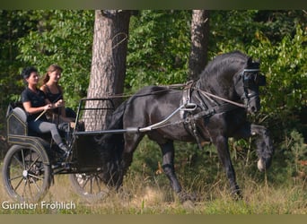 Friesian horses, Stallion, 18 years, 16.2 hh, Black