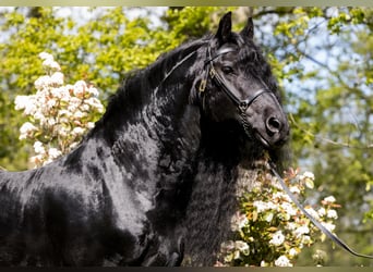 Friesian horses, Stallion, 18 years, 16.2 hh, Black
