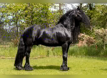 Frisone / Frisone Occidentale, Stallone, 20 Anni, 171 cm, Morello