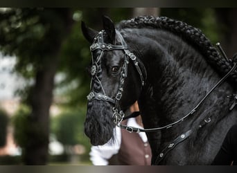 Frisone / Frisone Occidentale, Stallone, 20 Anni, 171 cm, Morello