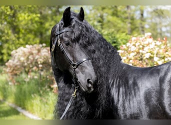 Frisone / Frisone Occidentale, Stallone, 20 Anni, 171 cm, Morello
