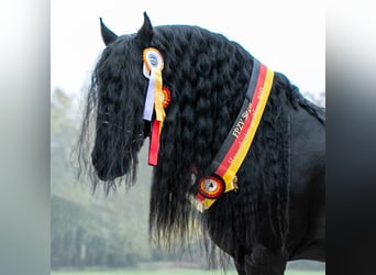Konie fryzyjskie, Ogier, 18 lat, 171 cm, Kara