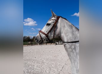 Thoroughbred, Gelding, 10 years, 15,3 hh, Grey