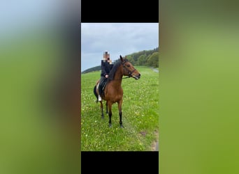 Thoroughbred, Gelding, 10 years, 16,1 hh