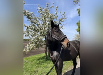 Thoroughbred, Gelding, 10 years, 16.2 hh, Bay-Dark