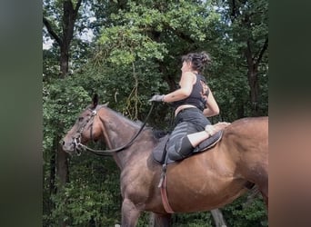 Thoroughbred, Gelding, 10 years, 16.3 hh, Brown