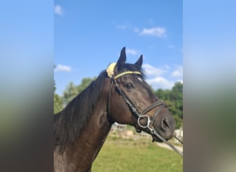 Thoroughbred, Gelding, 10 years, 16 hh, Bay-Dark