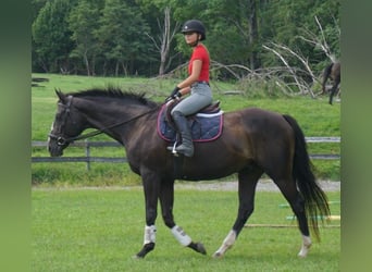 Thoroughbred, Gelding, 10 years, 16 hh, Bay-Dark
