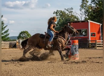 Thoroughbred, Gelding, 10 years, 16 hh, Bay