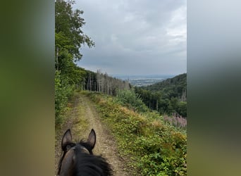 Thoroughbred, Gelding, 10 years, 16 hh, Brown