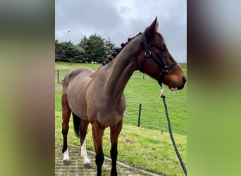 Thoroughbred, Gelding, 10 years, 16 hh, Brown