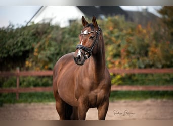 Thoroughbred, Gelding, 10 years, 16 hh, Brown