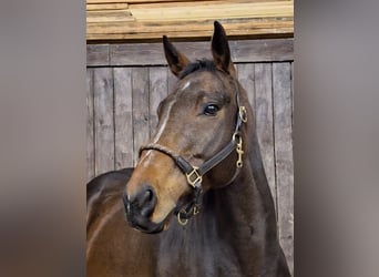 Thoroughbred, Gelding, 10 years, 16 hh, Brown