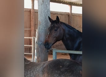 Thoroughbred, Gelding, 10 years, 16 hh, Brown