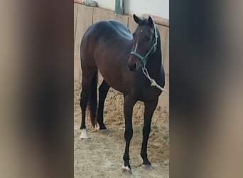 Thoroughbred, Gelding, 10 years, 16 hh, Brown