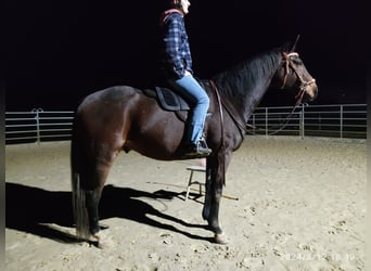 Thoroughbred, Gelding, 10 years, 16 hh, Brown