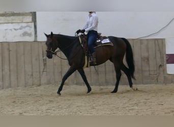 Thoroughbred, Gelding, 10 years, 16 hh, Brown