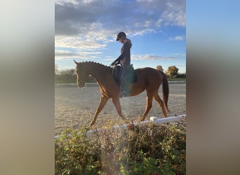 Thoroughbred, Gelding, 10 years, 16 hh, Chestnut-Red