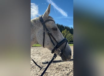 Thoroughbred, Gelding, 10 years, 16 hh, Grey
