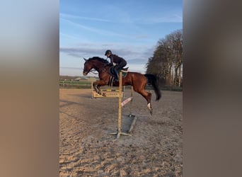 Thoroughbred, Gelding, 10 years, 16,1 hh, Brown
