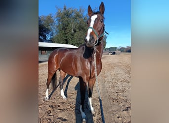 Thoroughbred, Gelding, 10 years, 16,2 hh, Brown